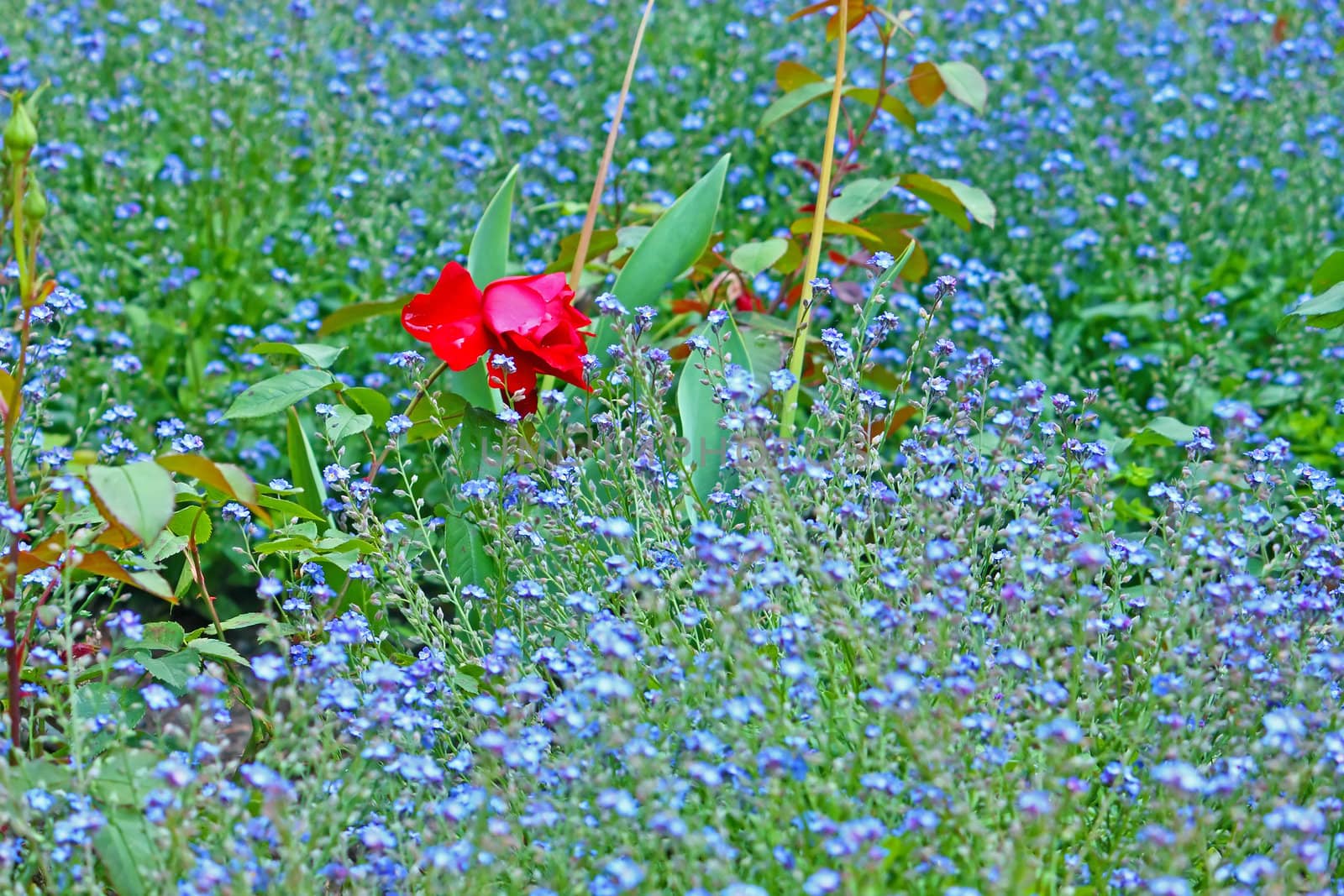Red rose flower in a lot of little blue floweret in a garden