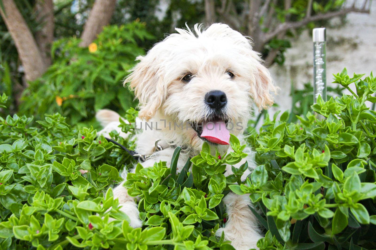 terrier dog playing