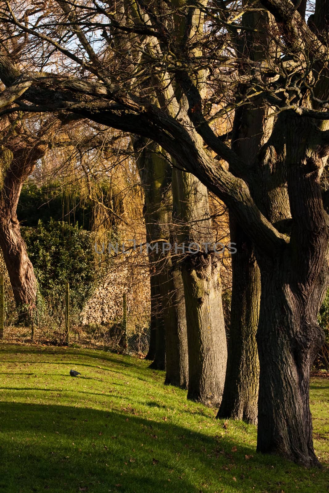 row of mature trees