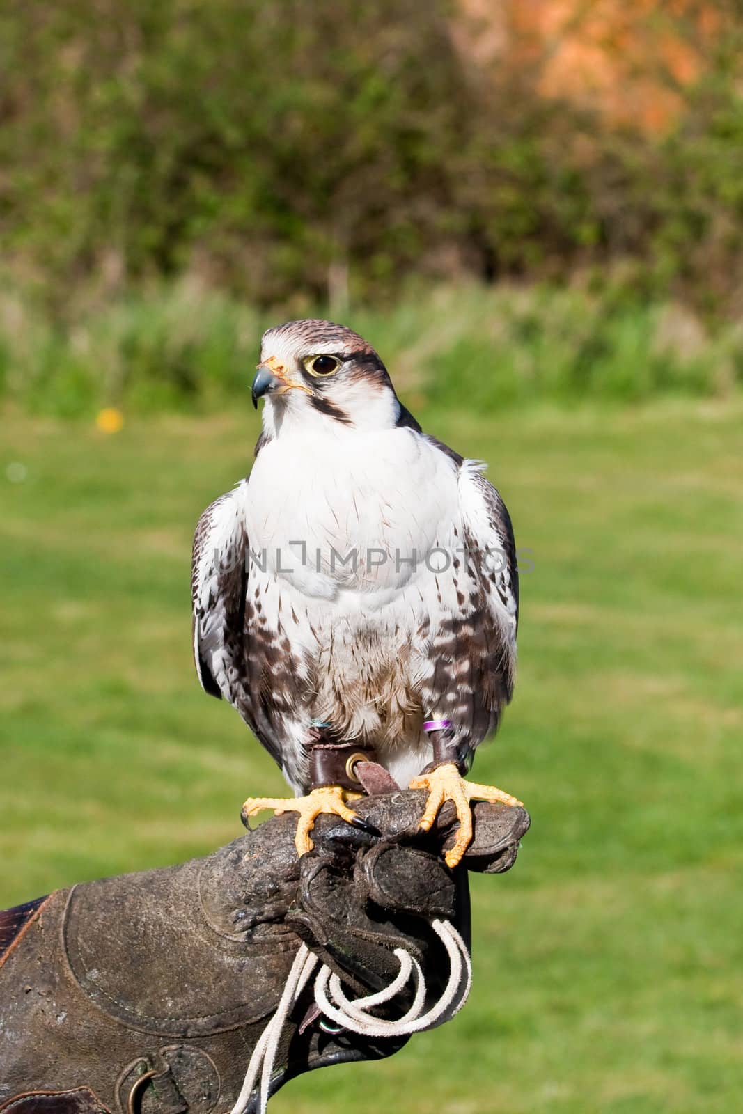 lugger falcon by trgowanlock