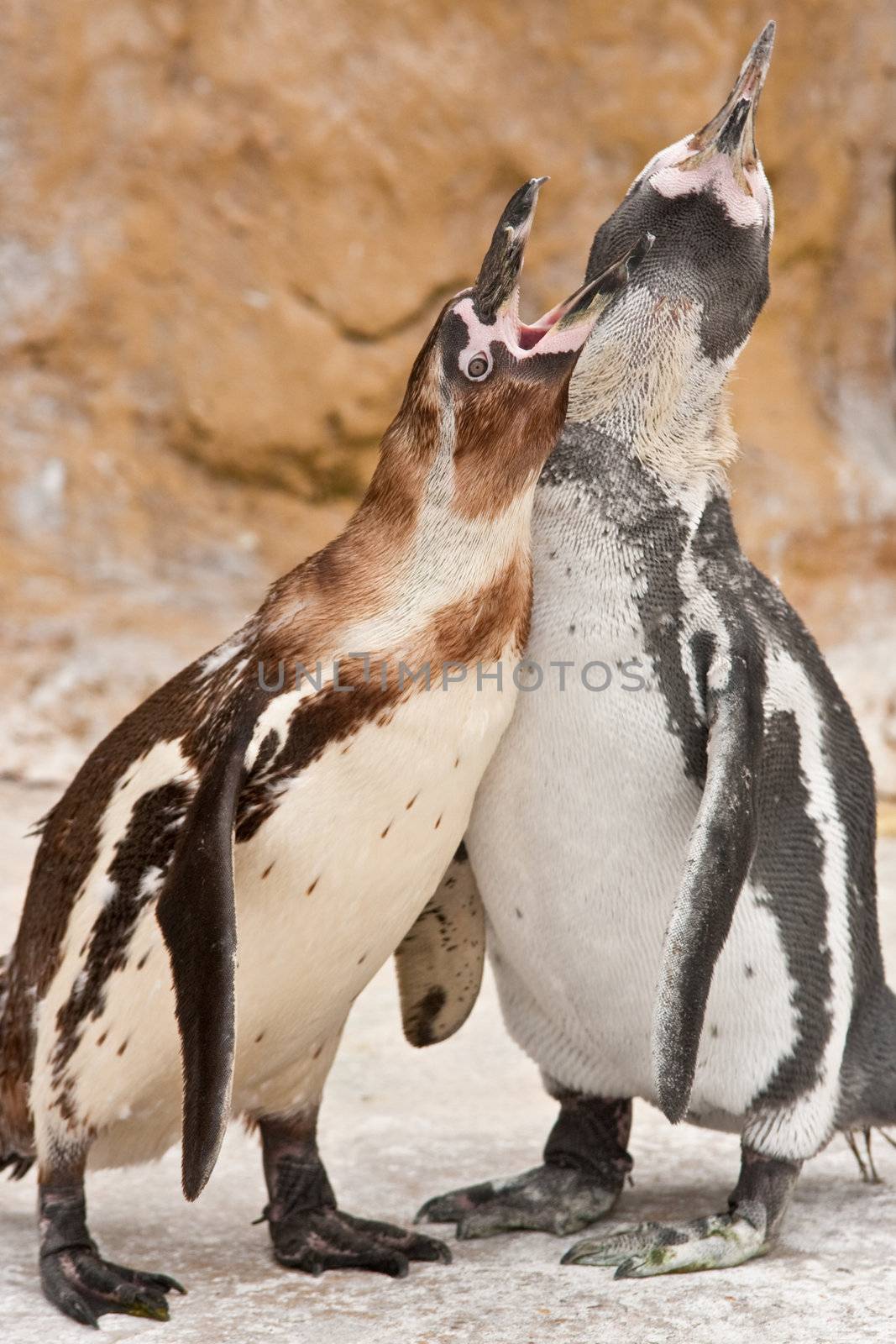 baby penguin