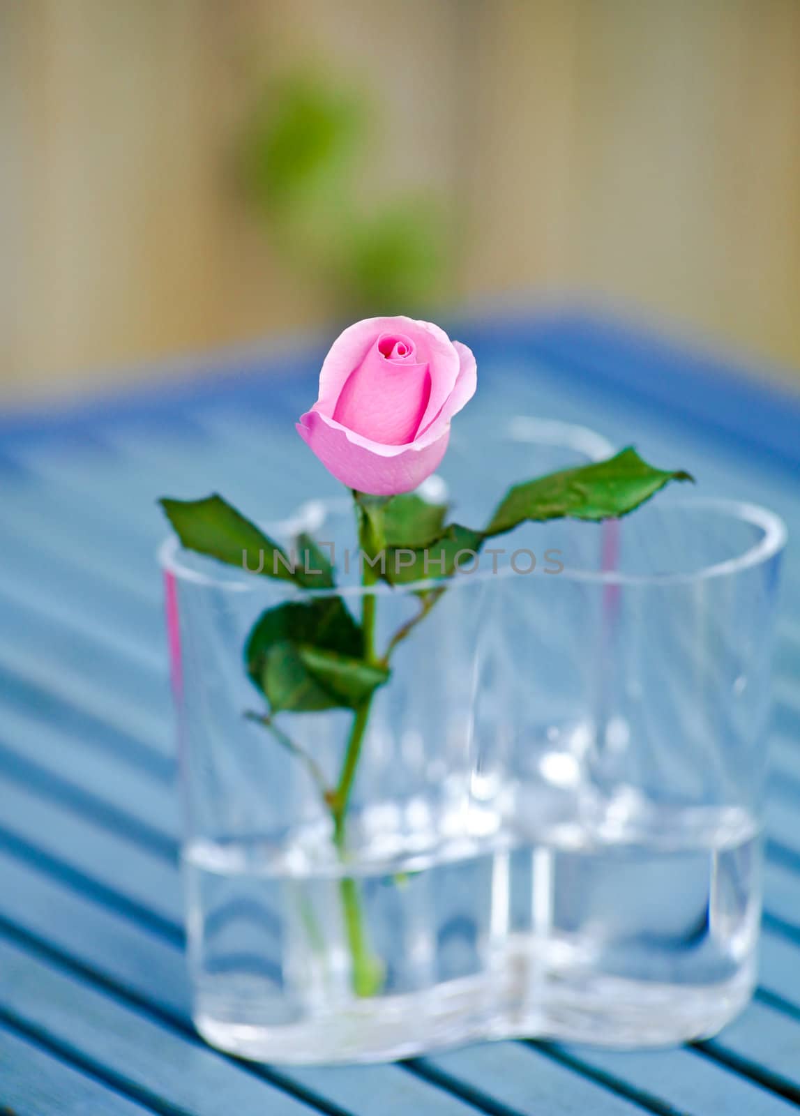 Pink rose in a glass vase  by trgowanlock