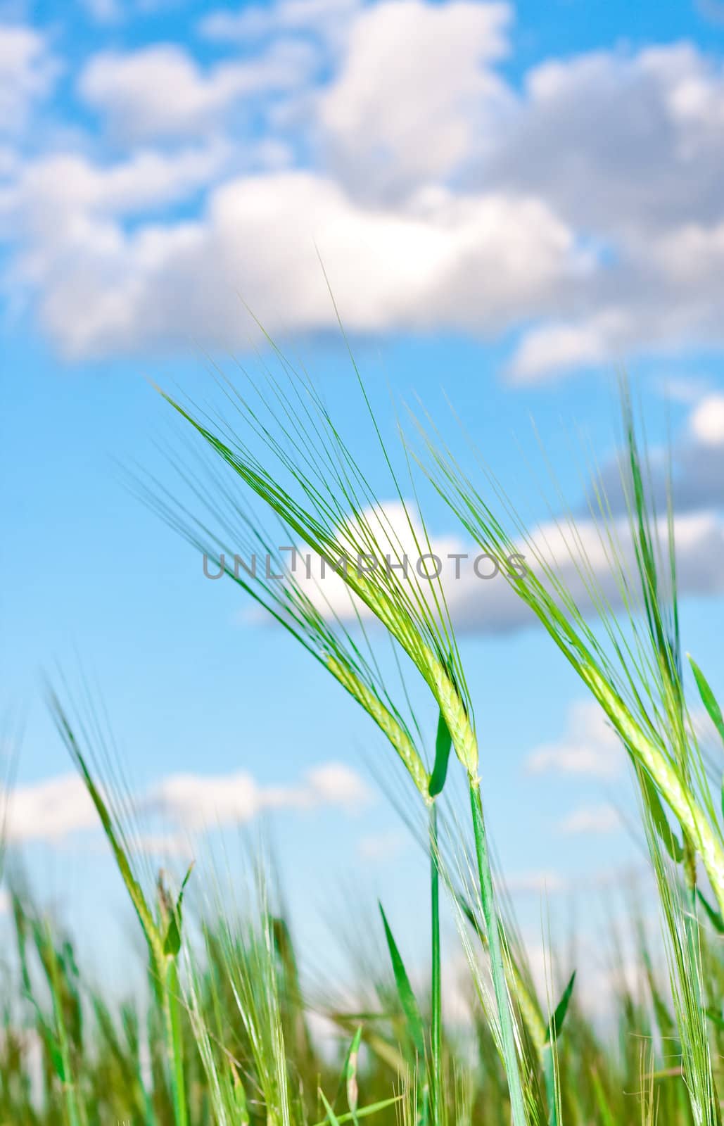 Lovely image of young barley against an idyllic blue sky by trgowanlock