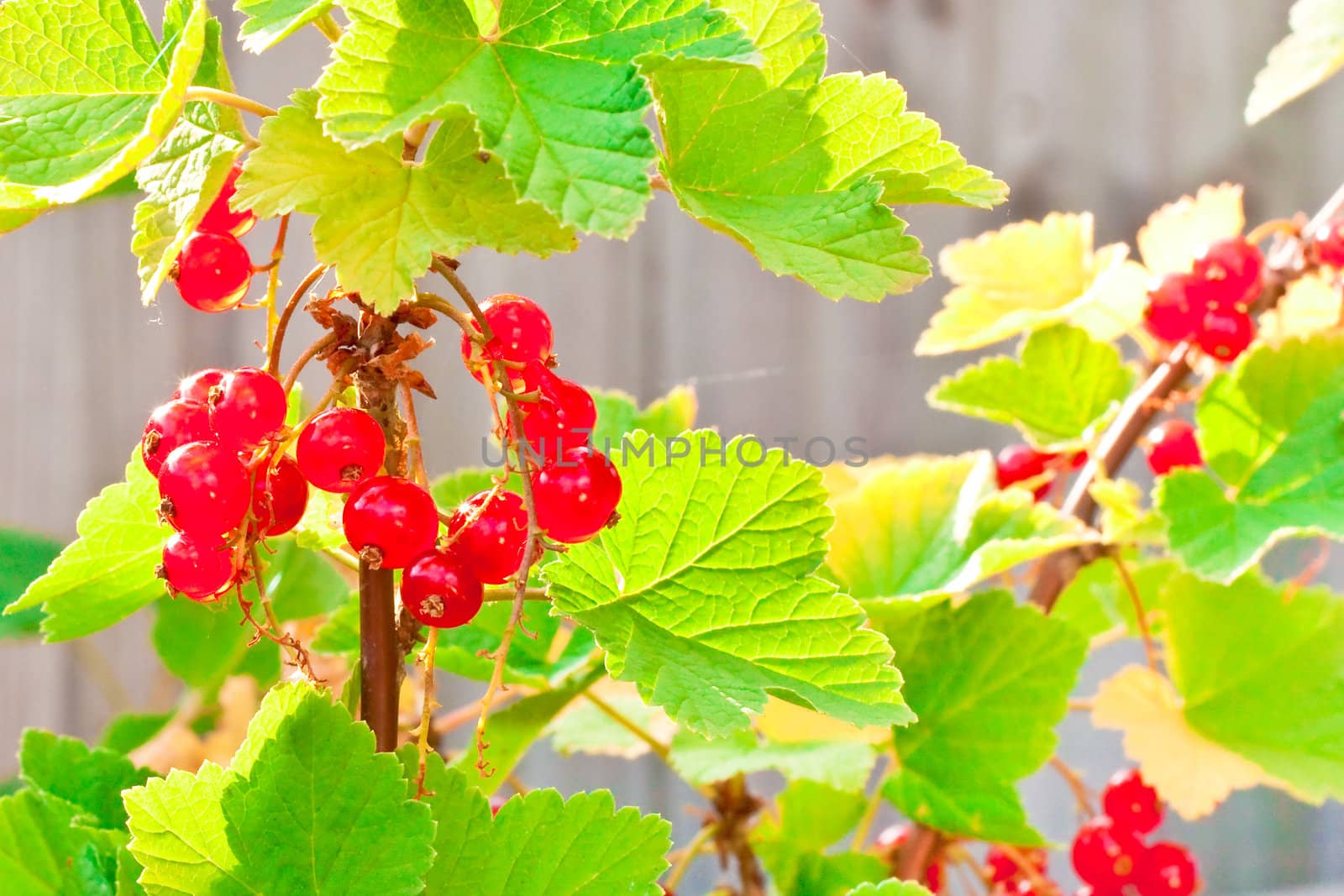 Ripe redcurrants in the afternoon sunlight