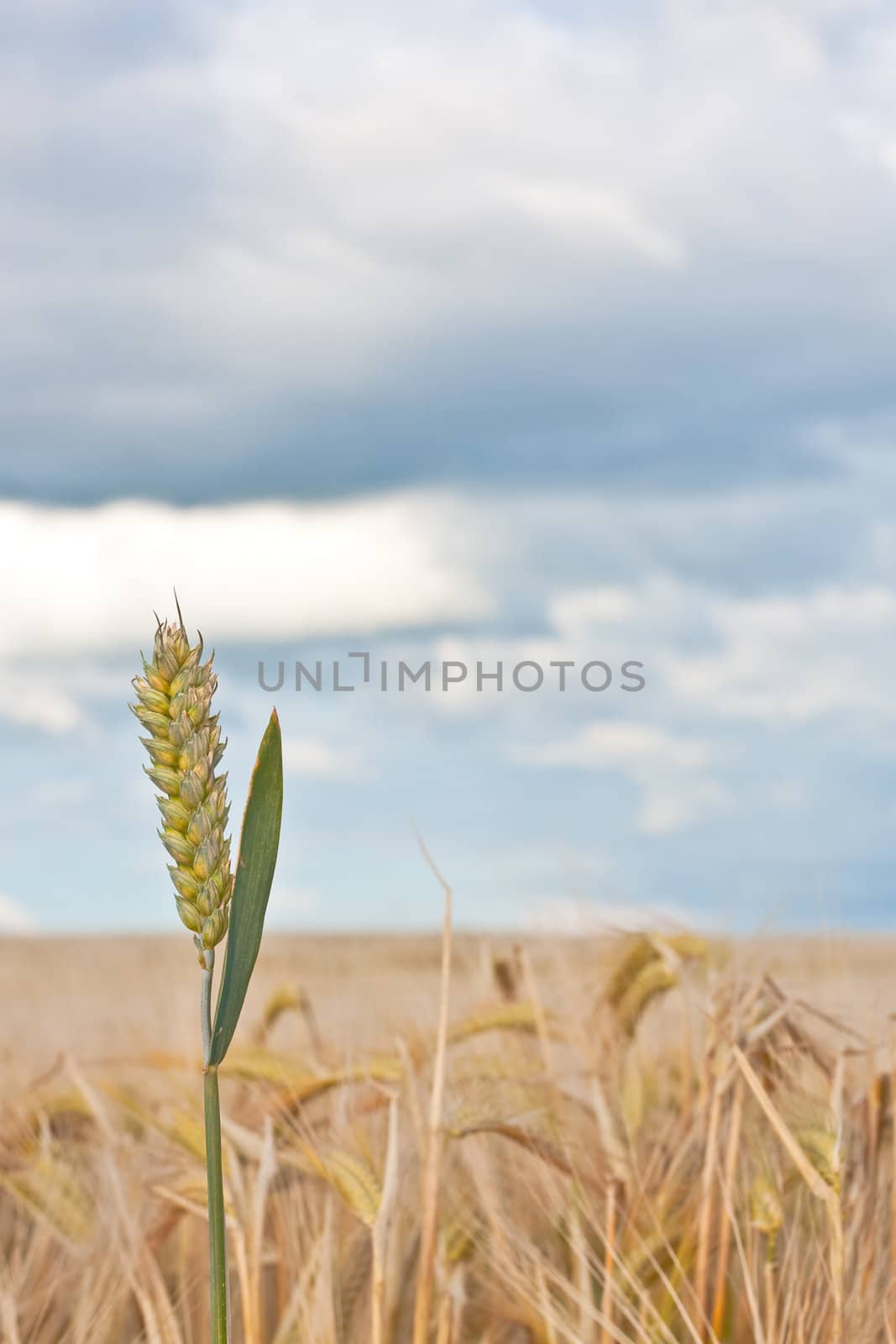 Single ear of wheat against a field of crop and a dramatic stormy summer sky