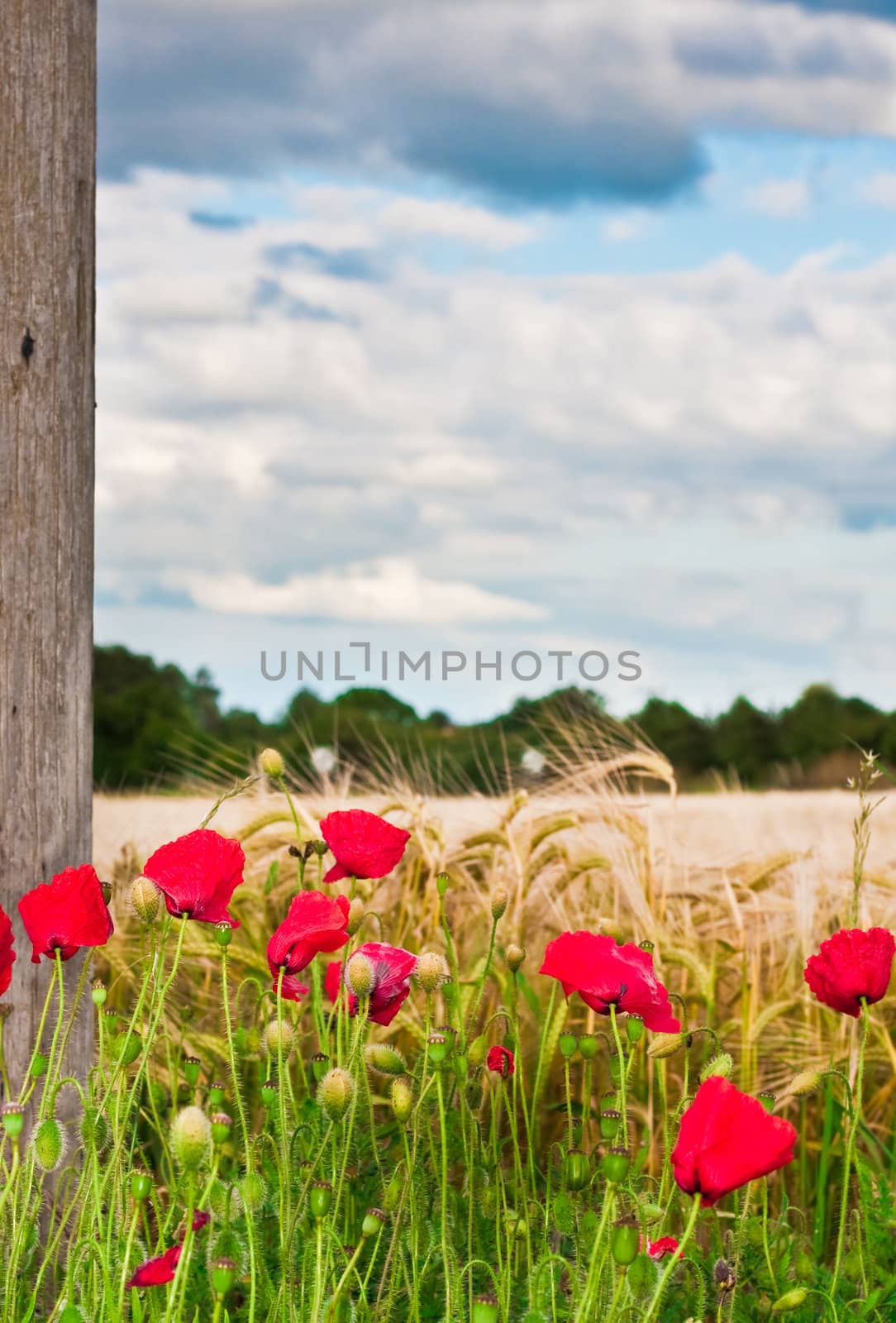 Summer poppies in front of a barley field in England