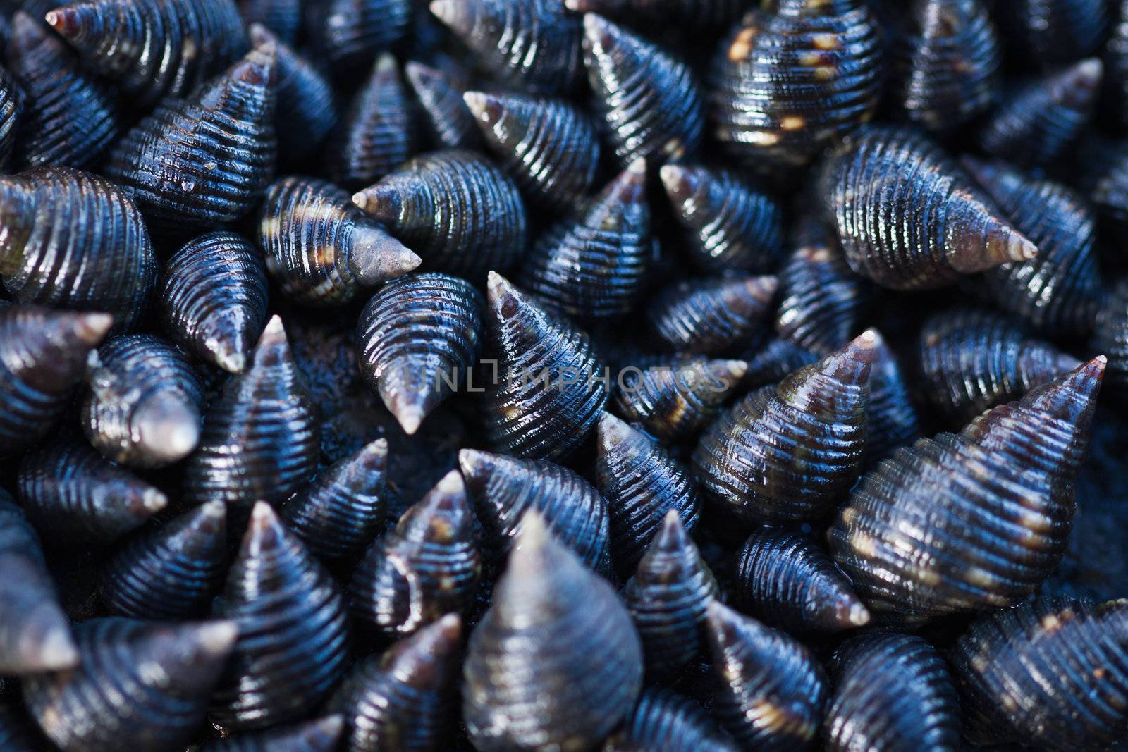 A cluster of live sea snails or shells. Great natural background or texture,