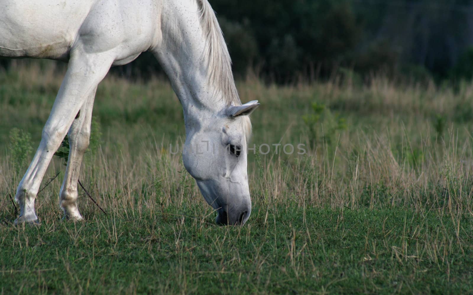 A beautiful white arabian horse feeds in a pasture.
