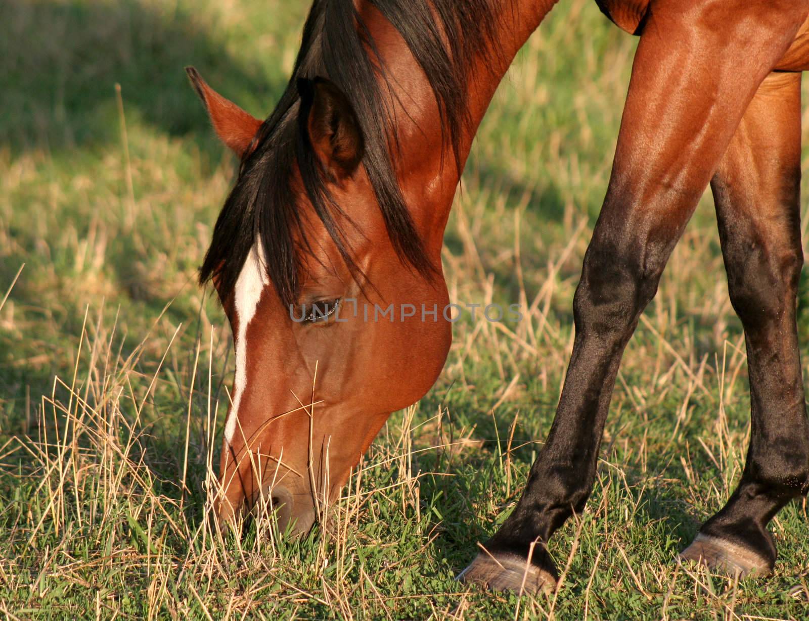 A beautiful redish brown horse feeds in the sunlight.