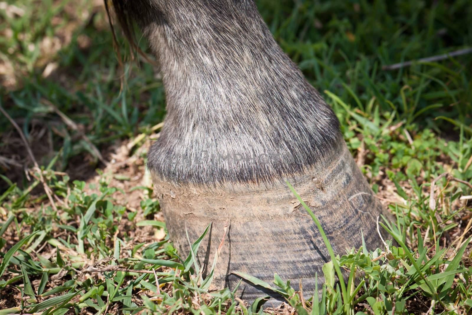 CLoseup shot of the hoof of a grey horse