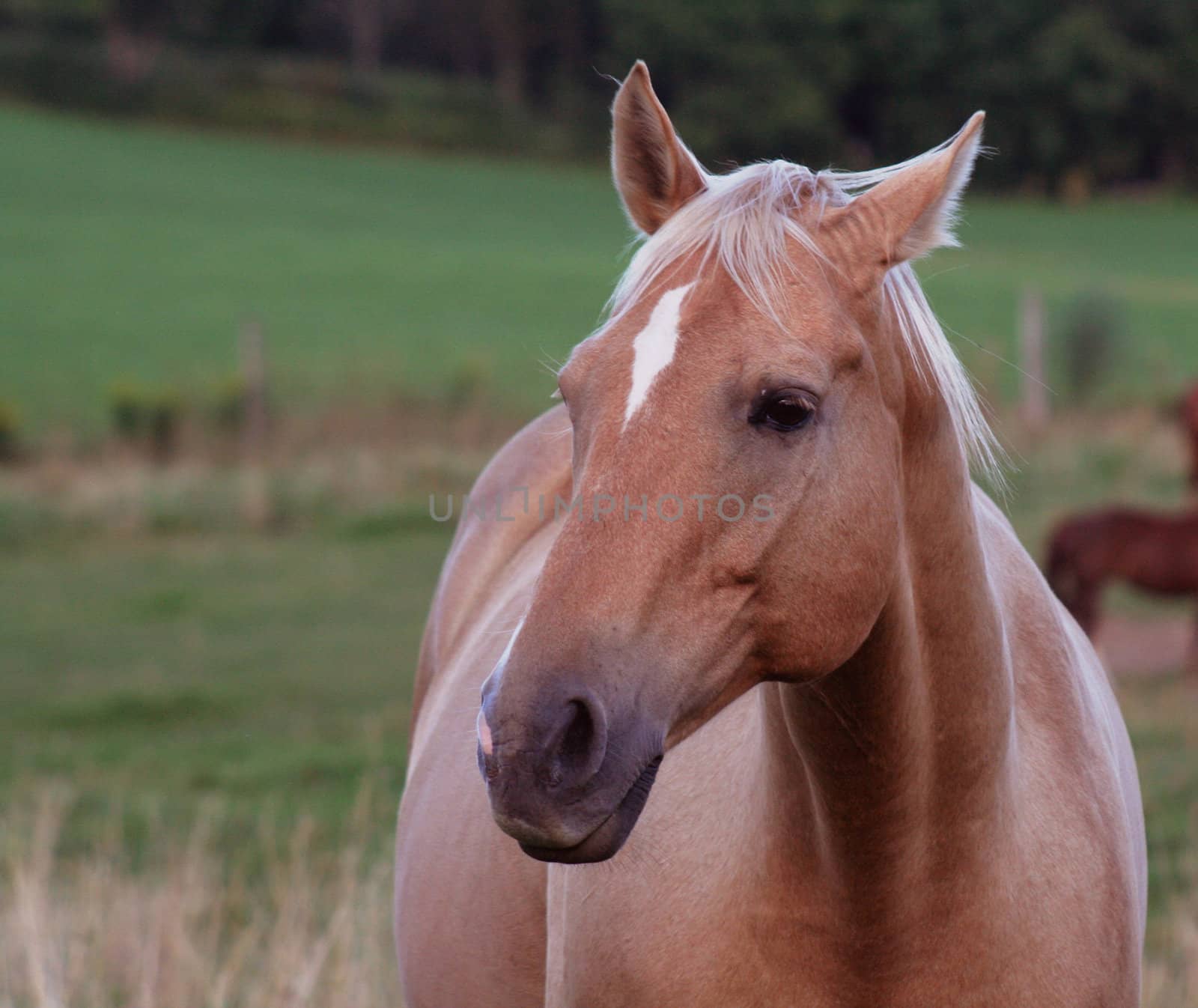 A portrait of a  beautiful palomino horse.
