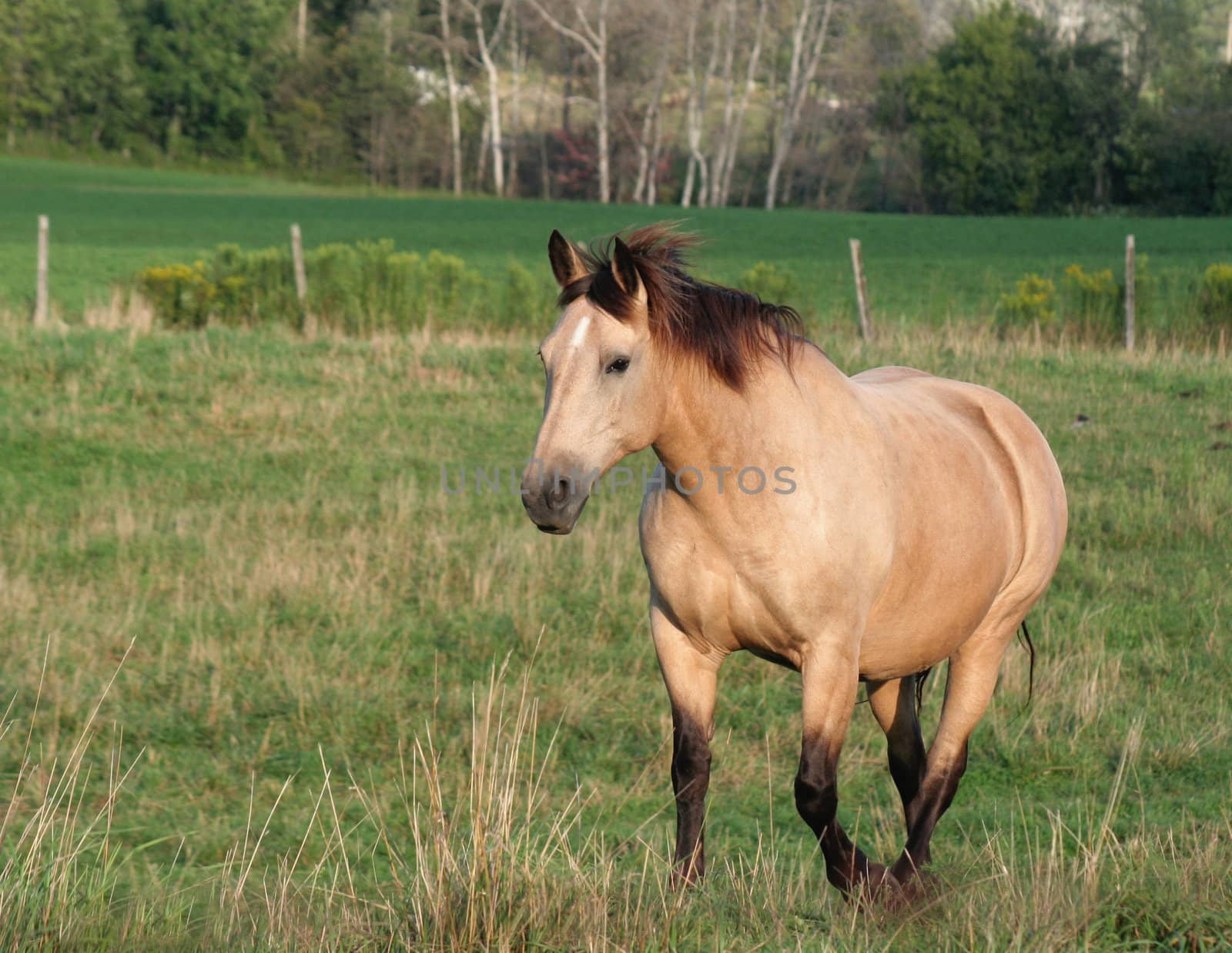 A buckskin horse strolls across a field.
