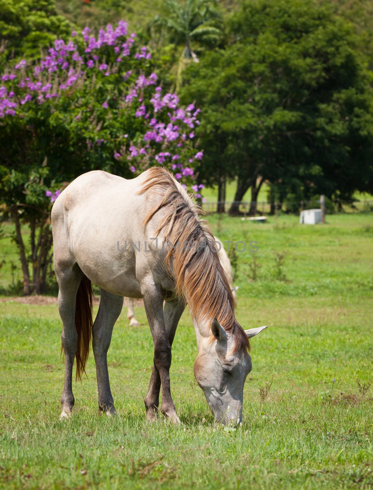 Beautiful horse feeding on grass by Jaykayl