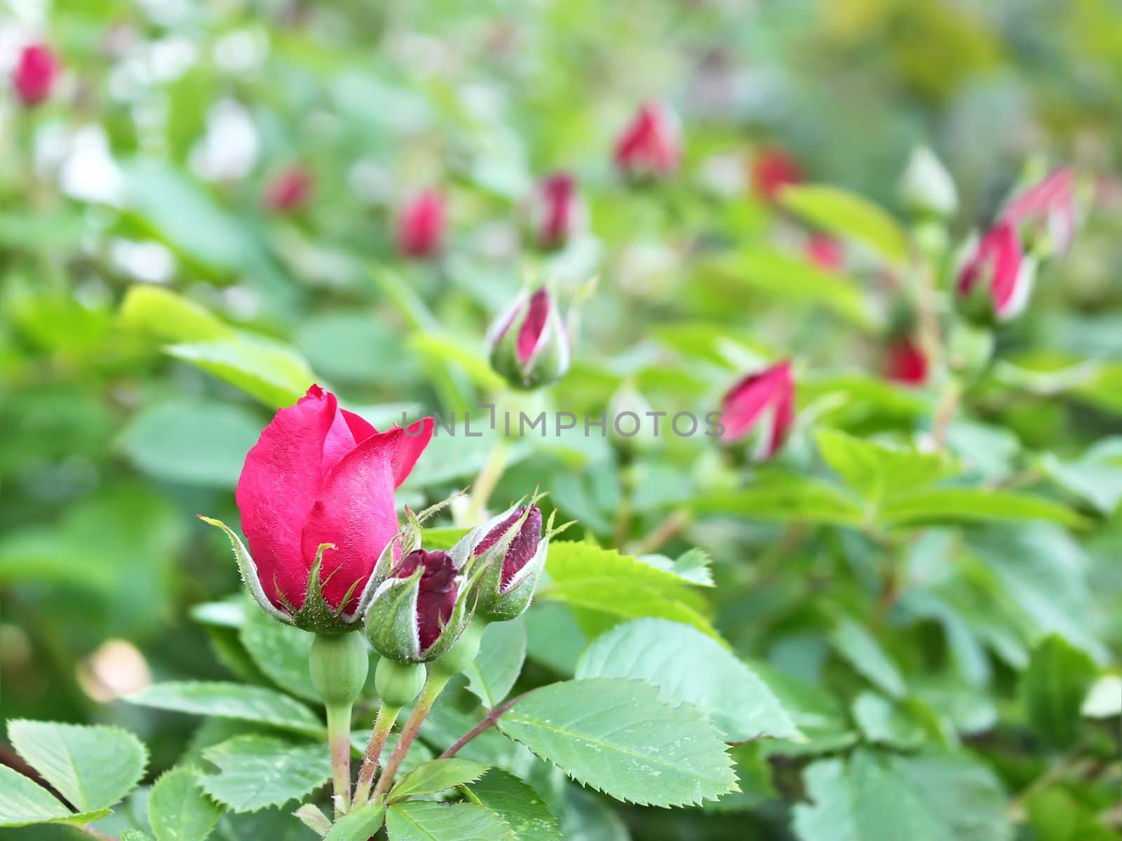 Red roses blooming by qiiip