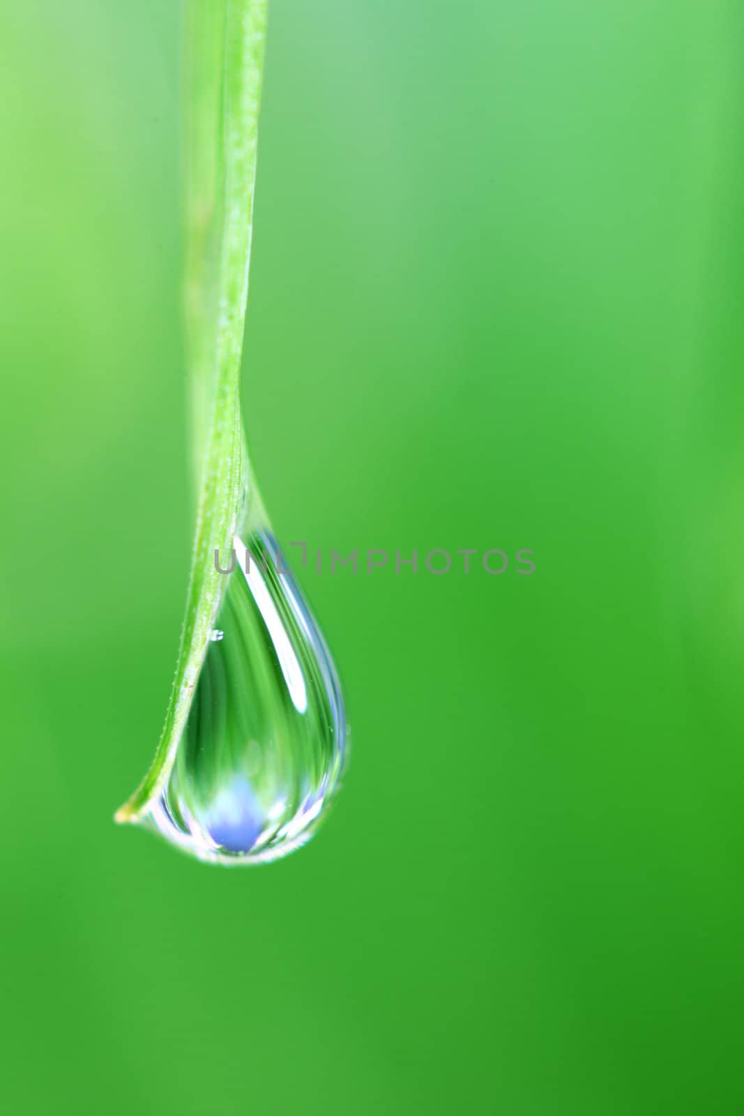 big water drop on grass blade