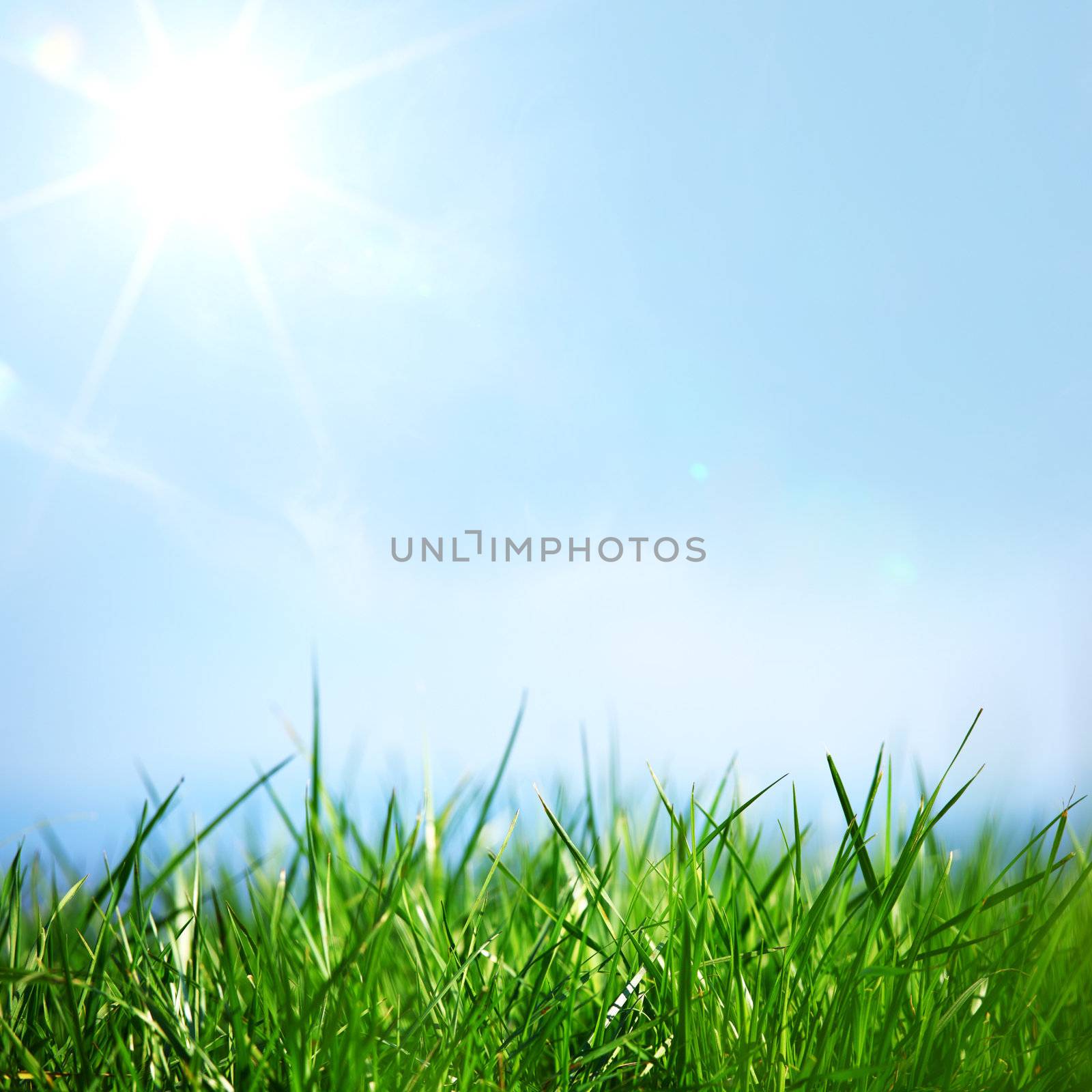 green grass under blue sky