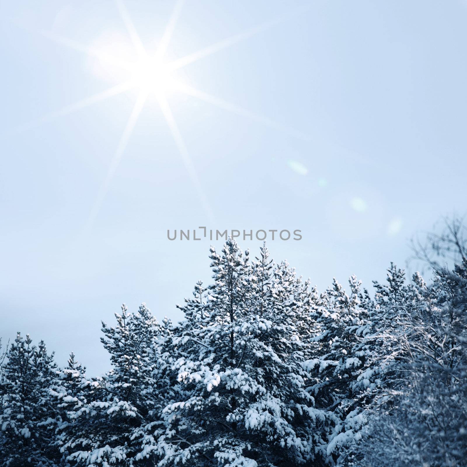 pine forest in snow