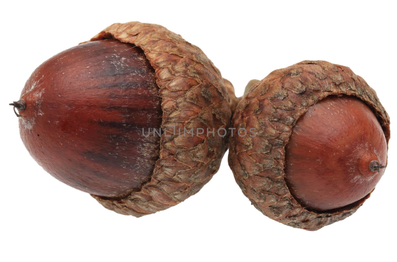 Macro image of twin acorns isolated against a white background