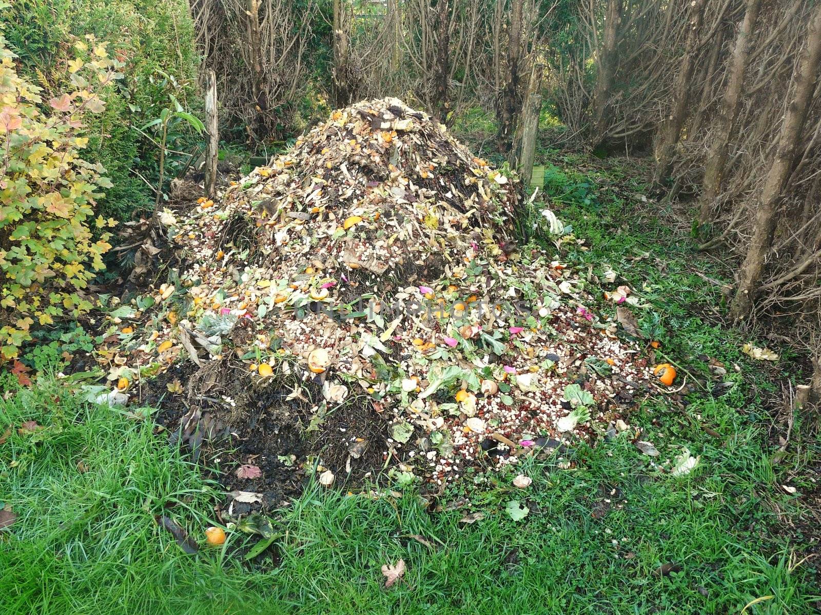 compost heap