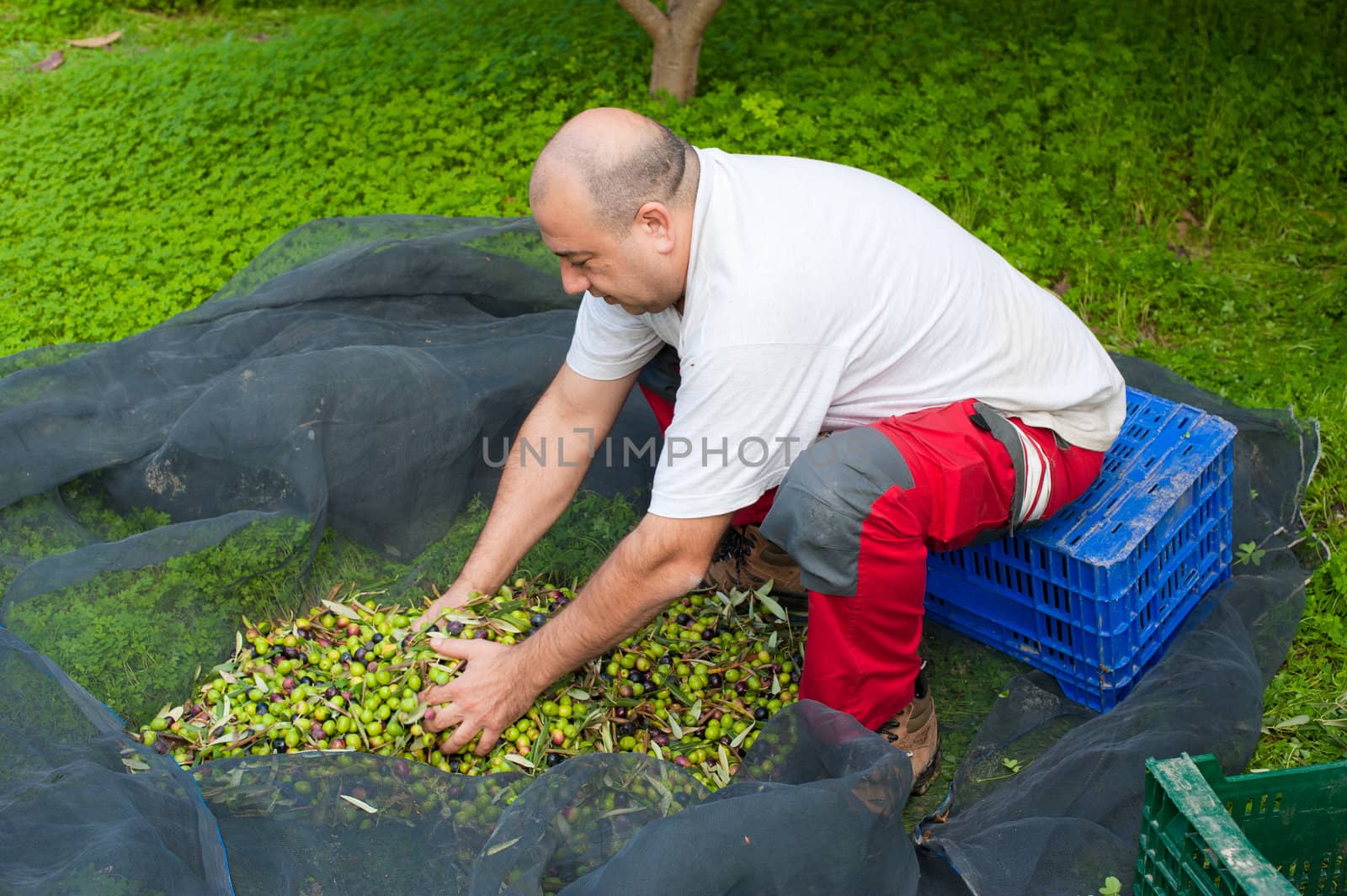 Worker collecting fresh olive just knocked off the tree
