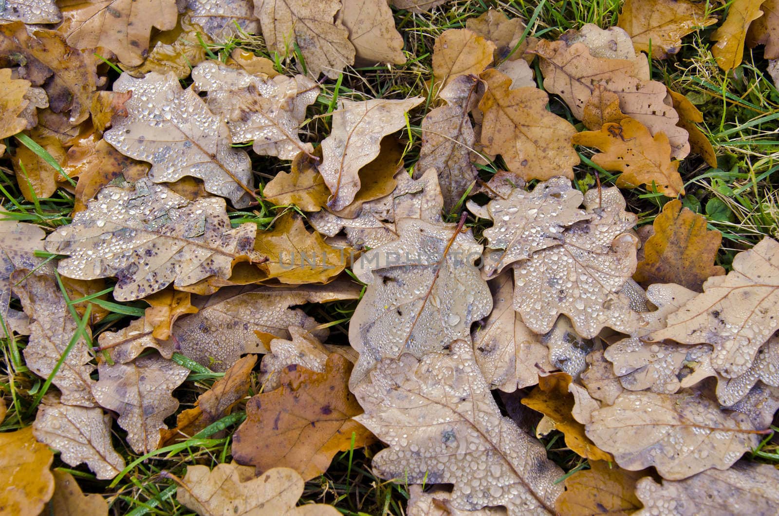 Water drops on oak leaves lying on the ground. by sauletas