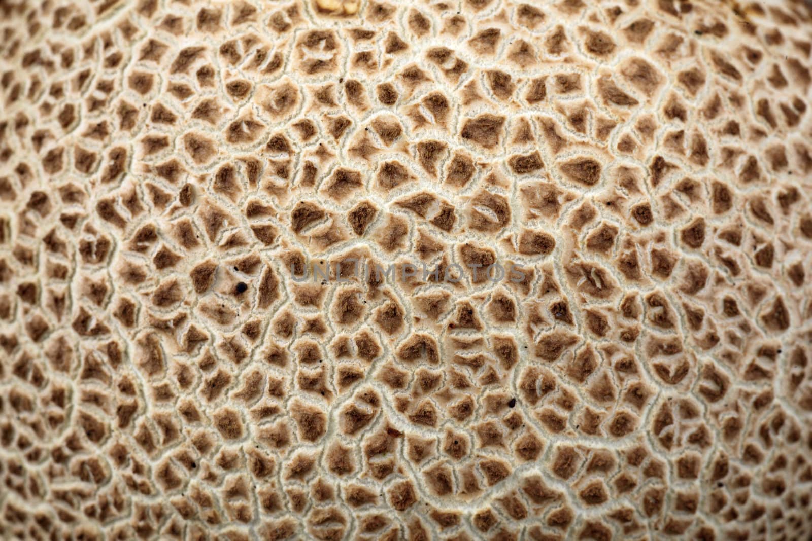 very close view of the abstract pattern of a common eartball