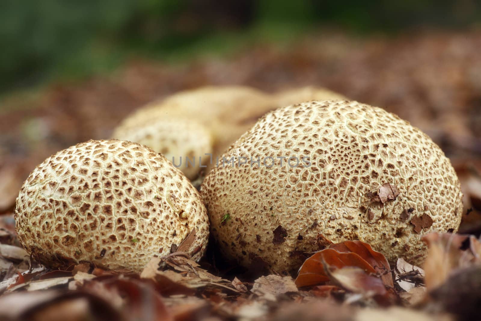 common earthballs on forest floor between beech leaves