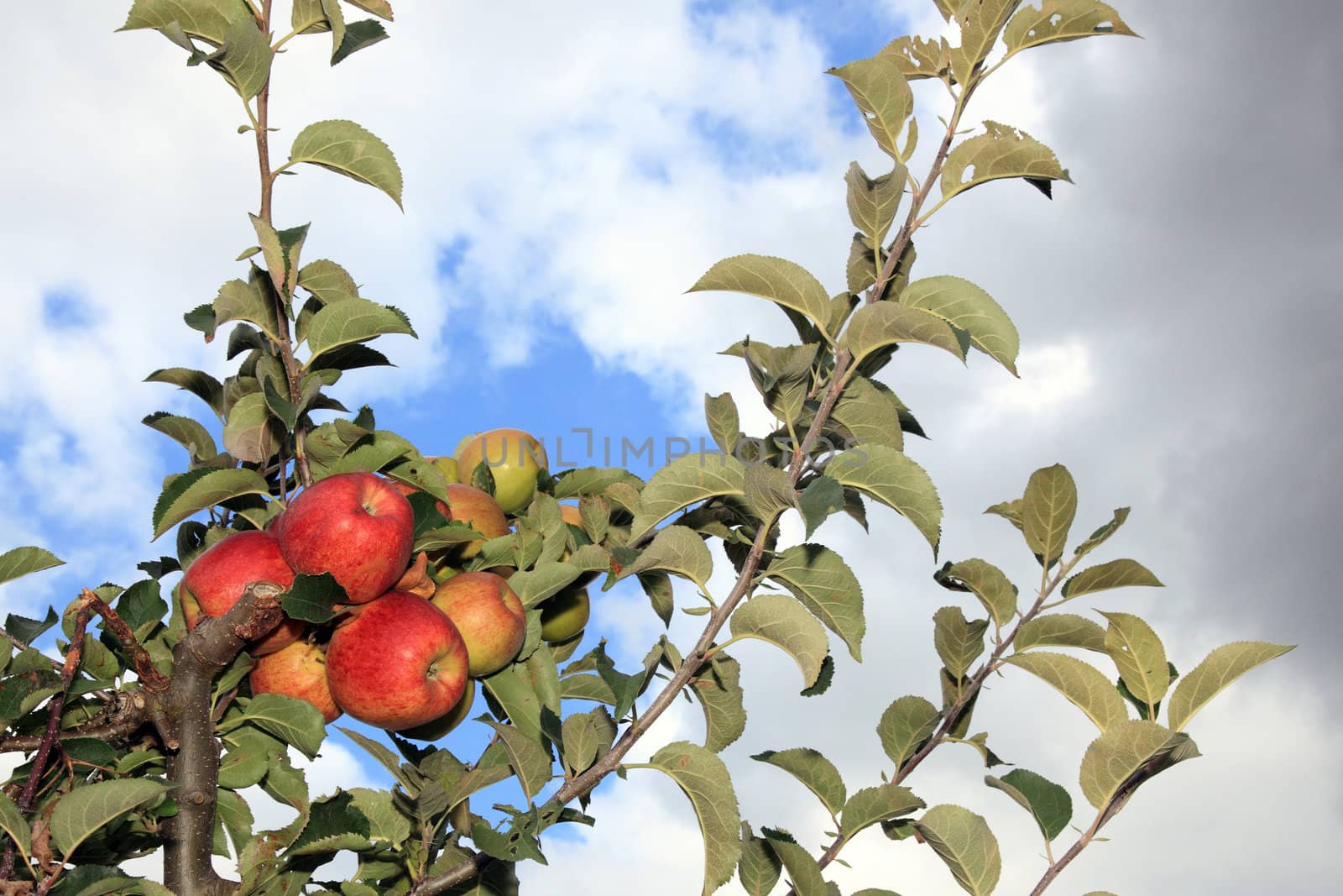 Branch with ripe apples with blue and white sky
