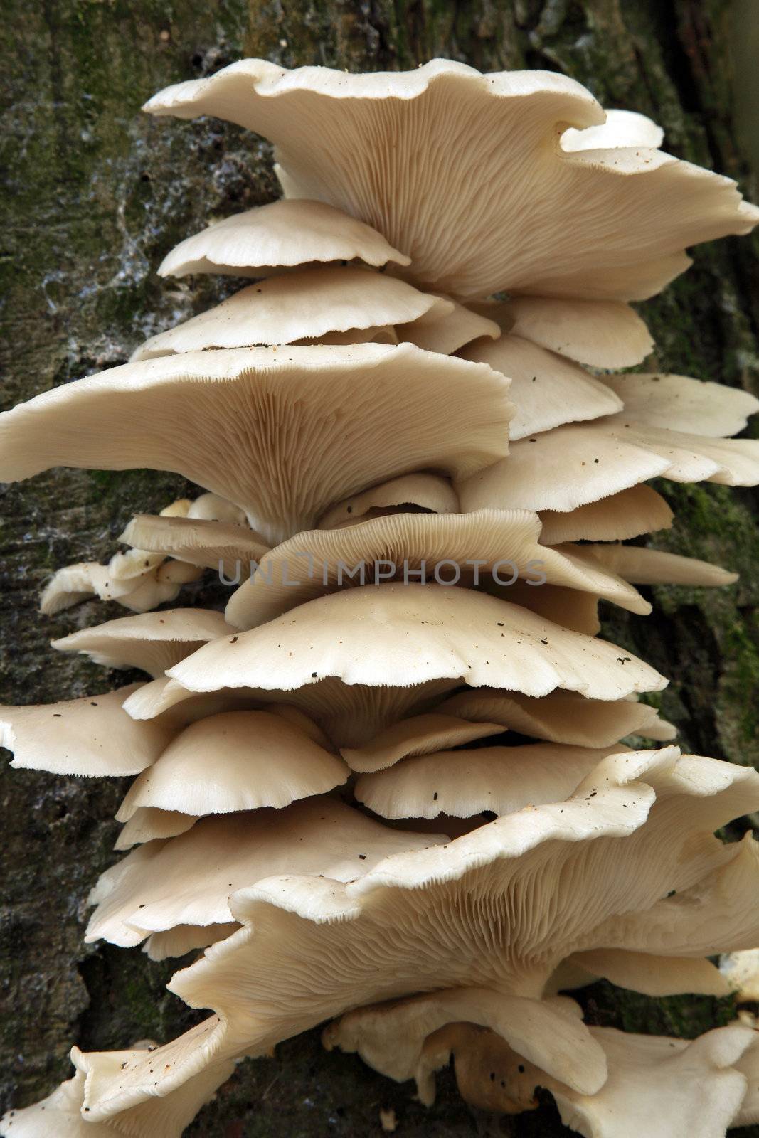 Edible Oyster Mushrooms om trunk of beech tree