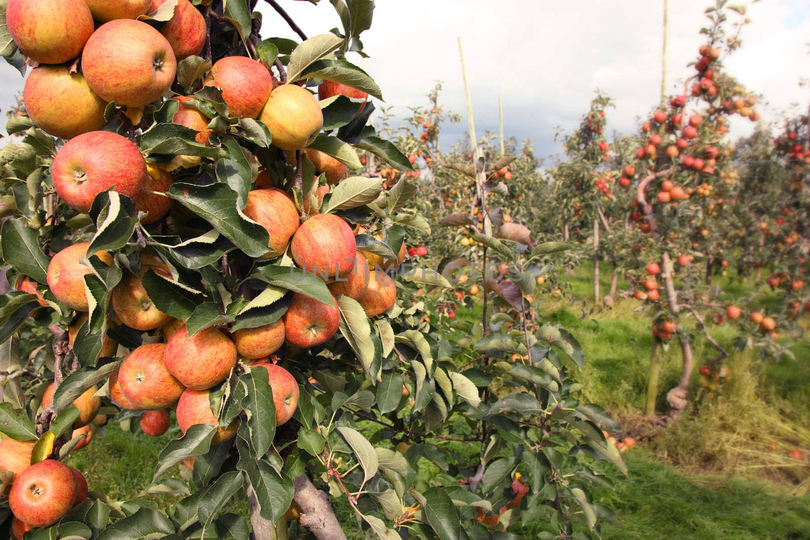 Apples in apple orchard by ahavelaar