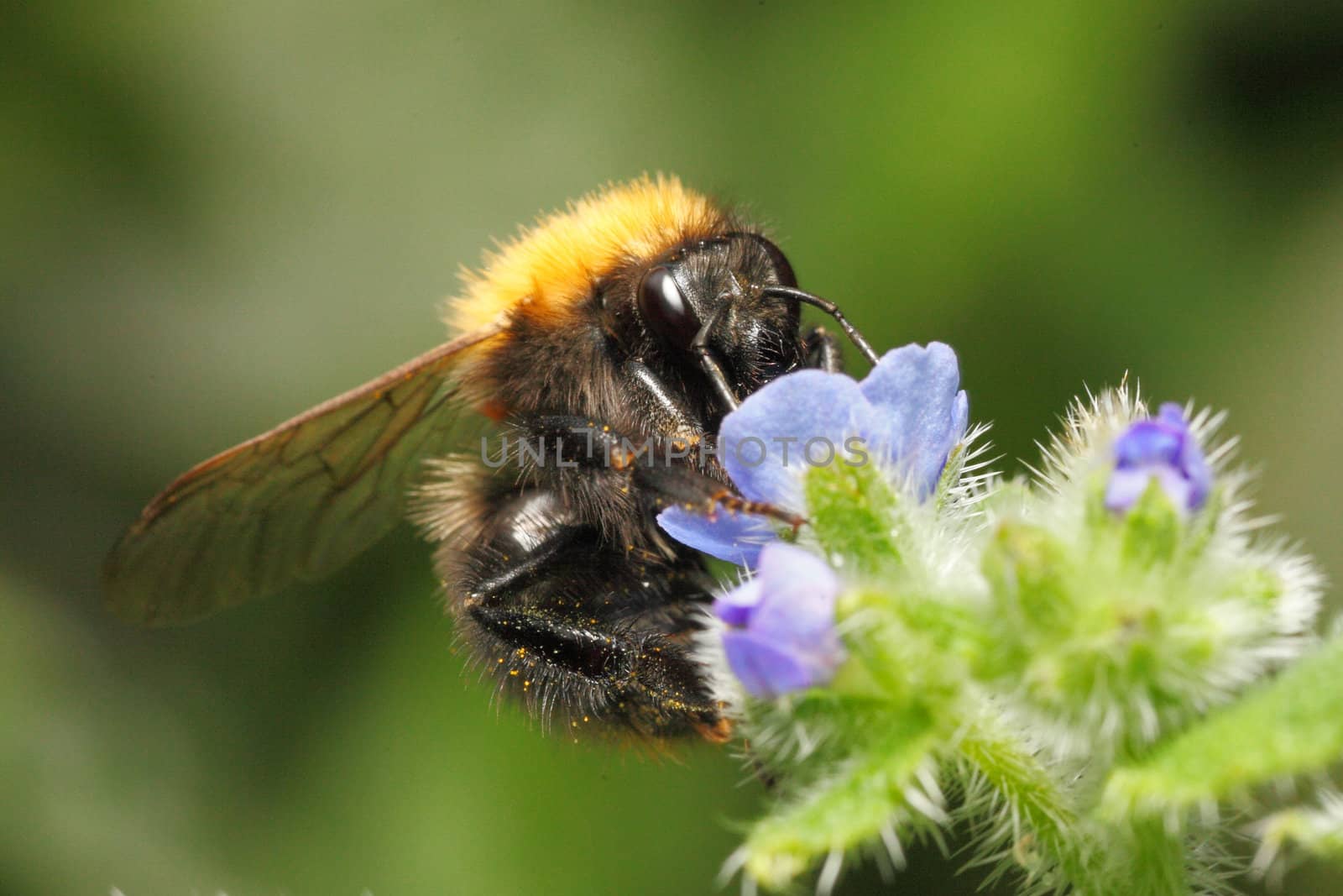 Bumblebee sucking honey out of blue flower