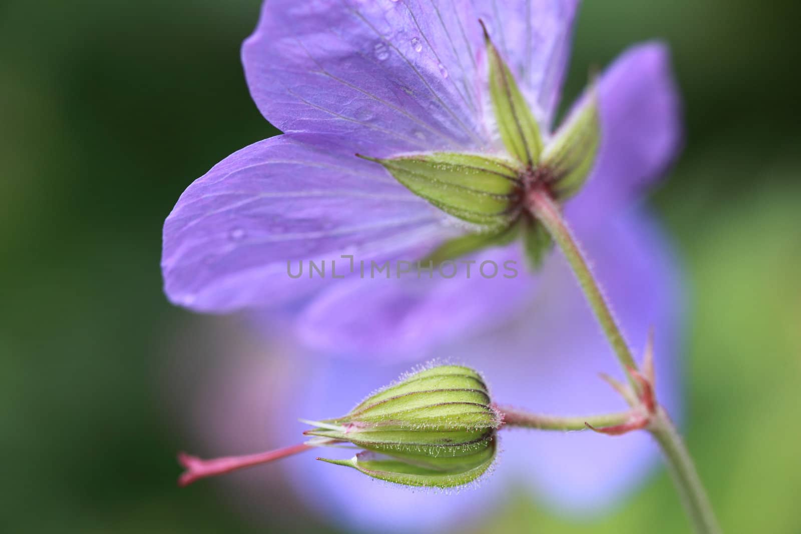 bud and purple flower of garden geranium