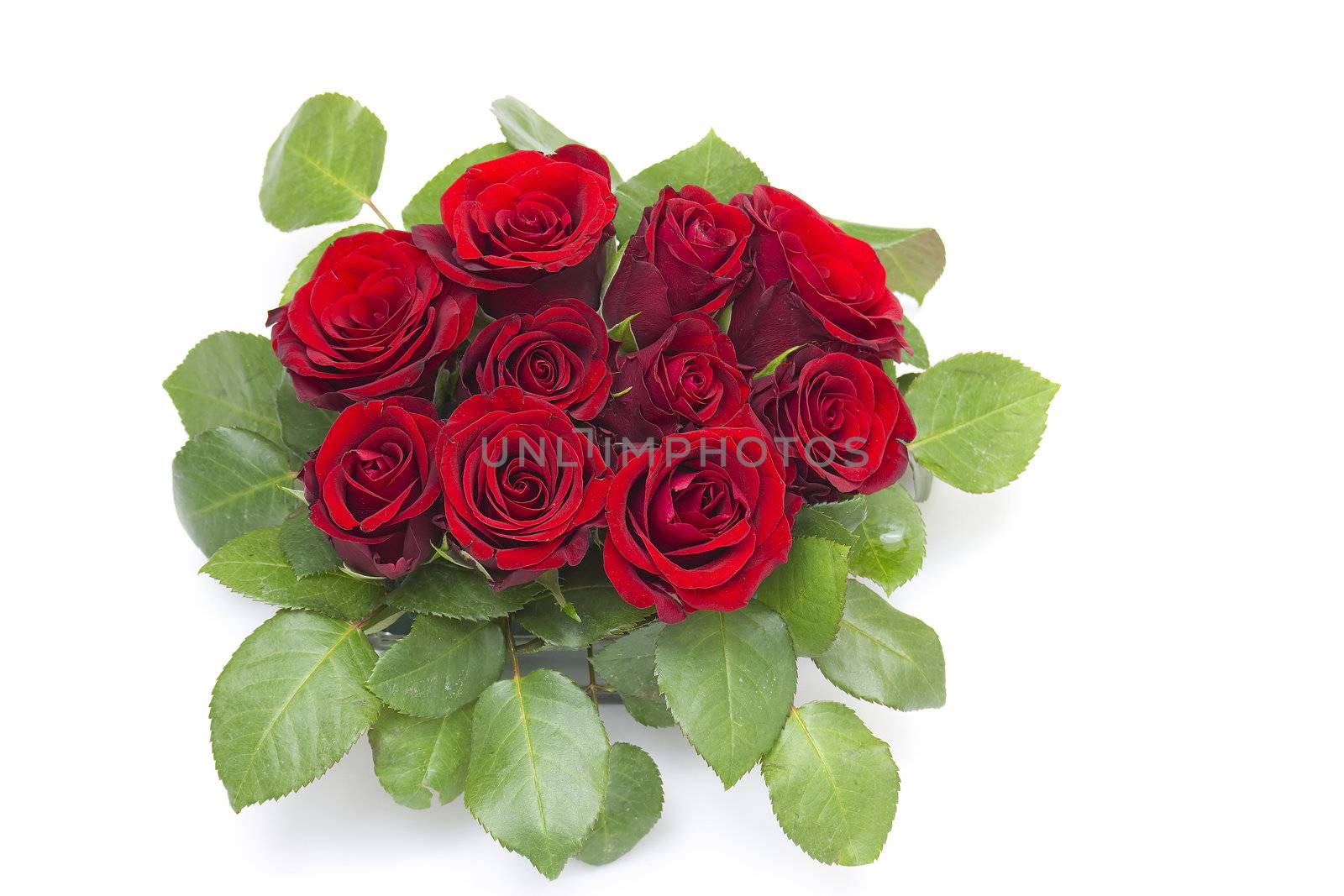 red roses