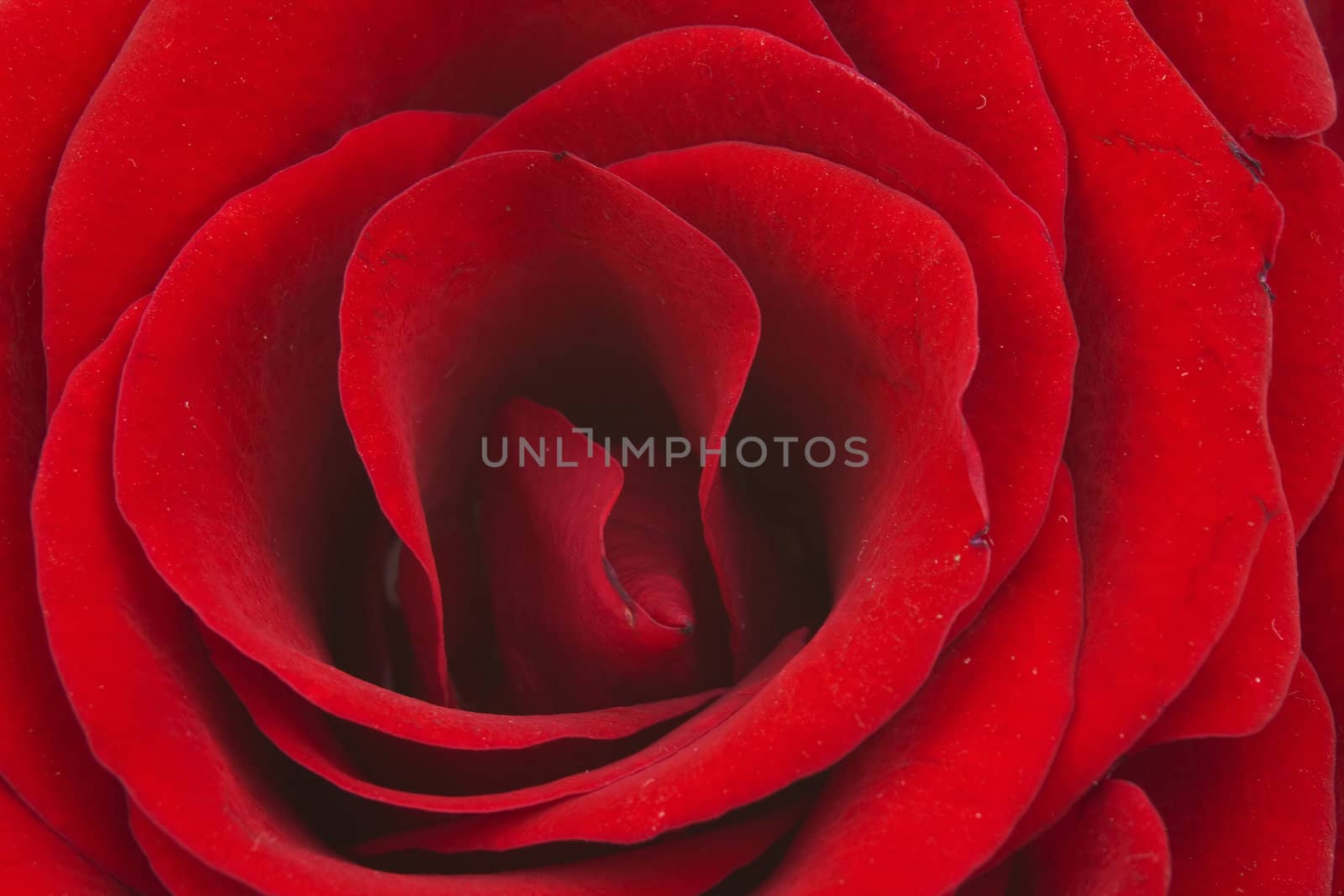 red rose