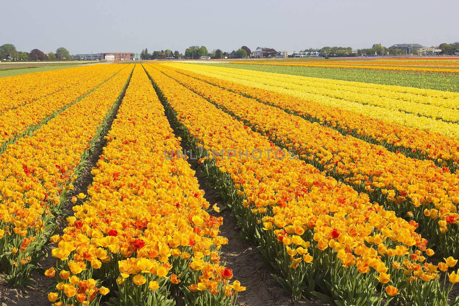 colored tulip field in the Netherlands 