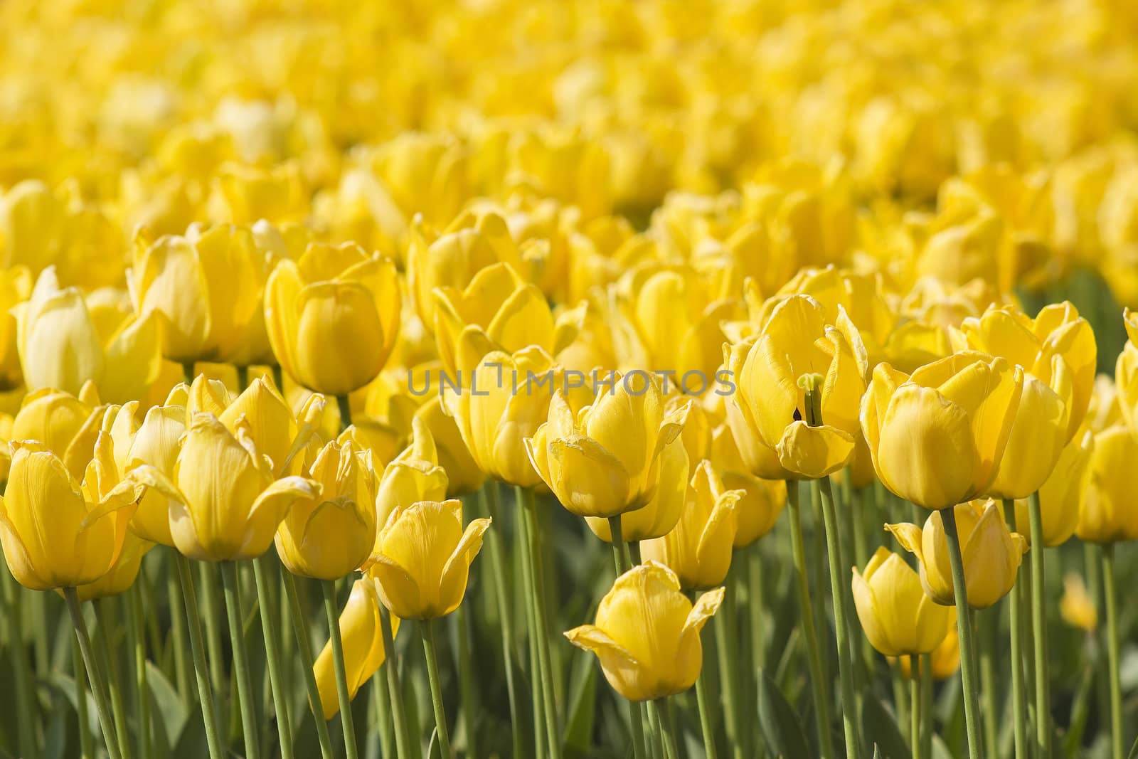 A spring field with yellow tulips in the Netherlands