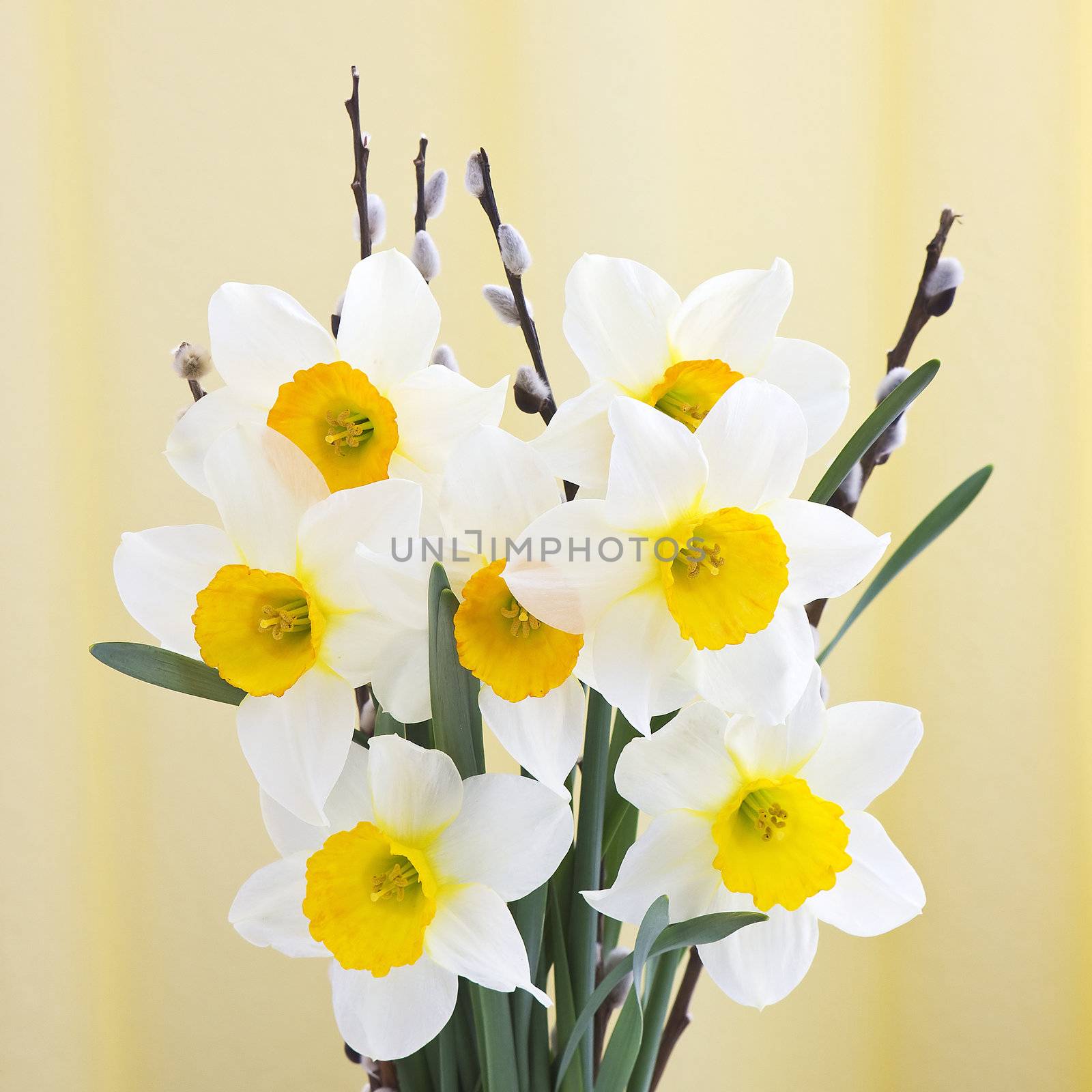 narcissus bouquet  by miradrozdowski