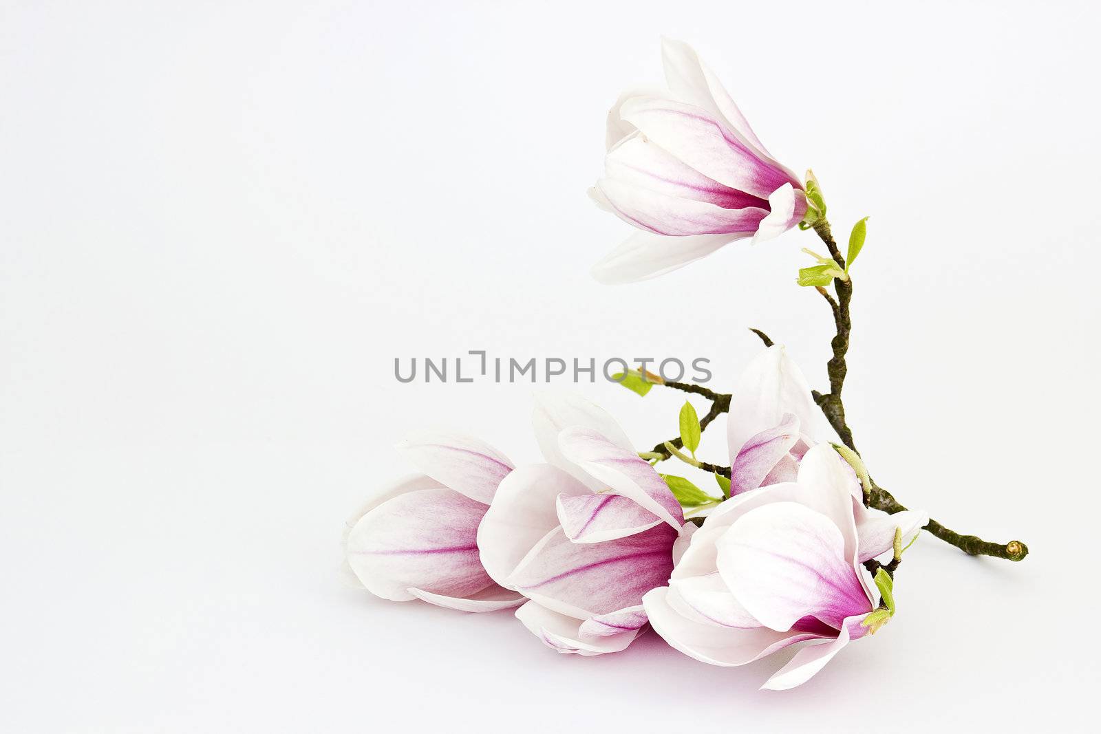 magnolia flower