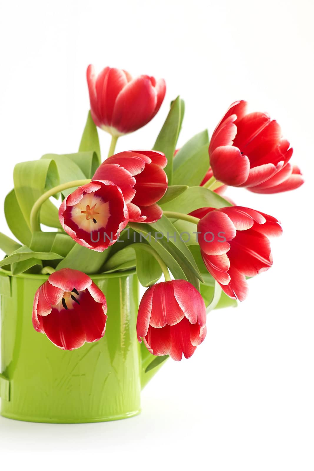 bunch of red tulips isolated on white background