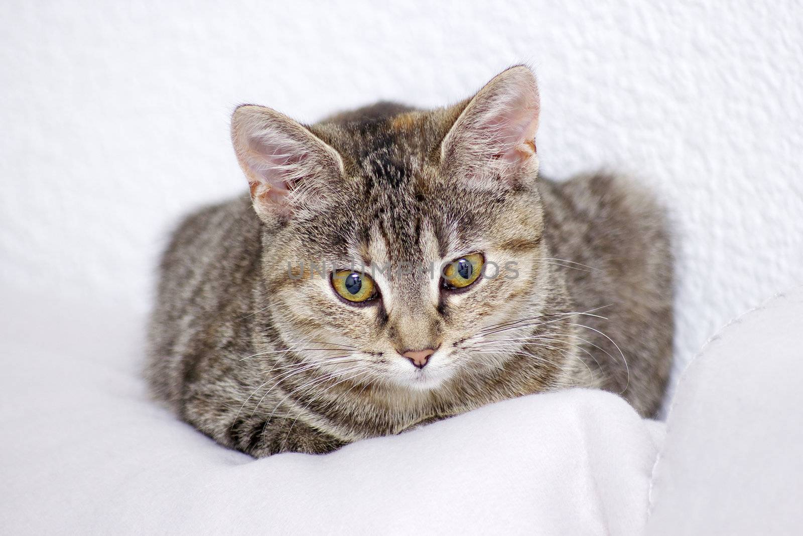 little kitten
