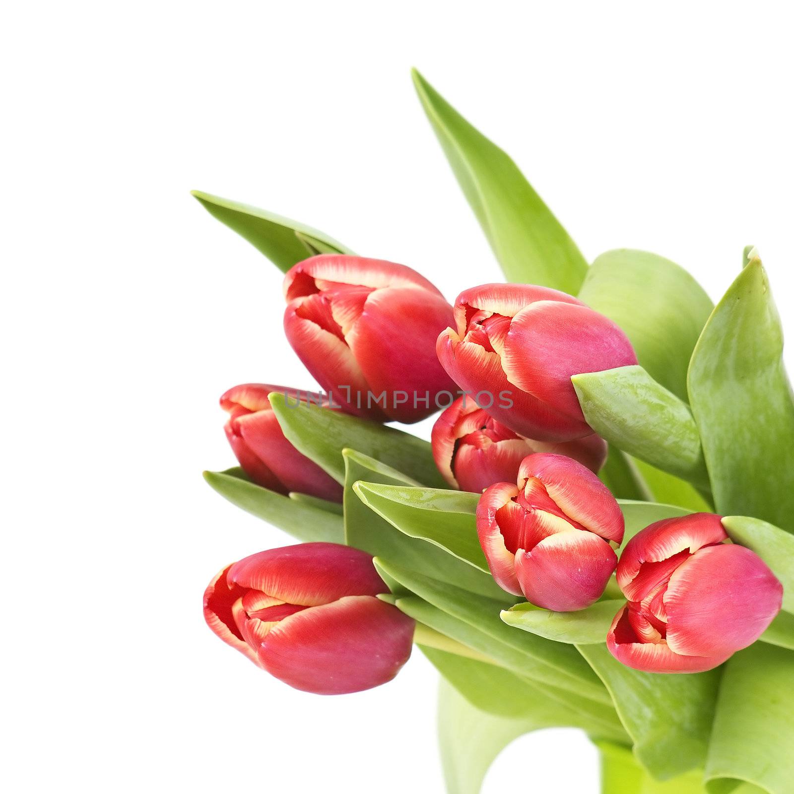 bouquet of fresh tulips by miradrozdowski