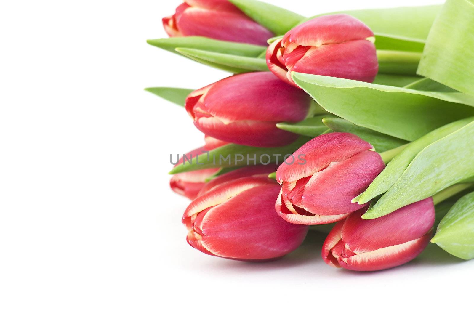 bouquet of fresh tulips
