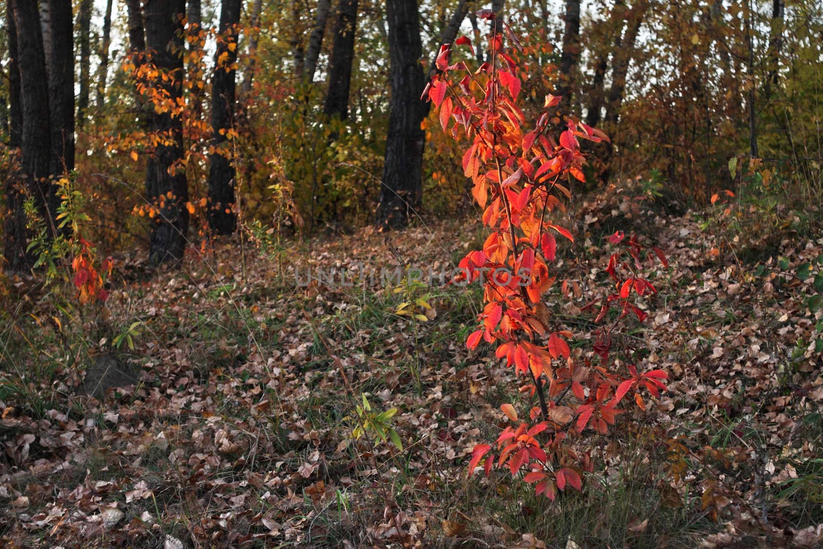 Red leaves in an autumn wood