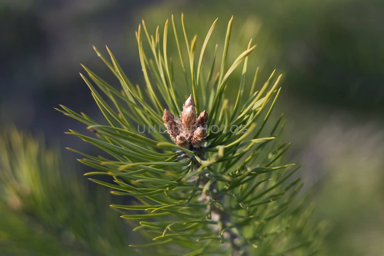 Baby pine cones on a pine branch