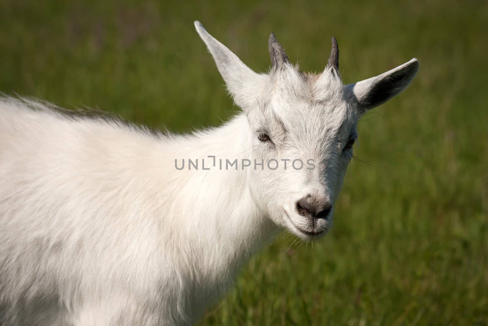 Goat animal by ia_64