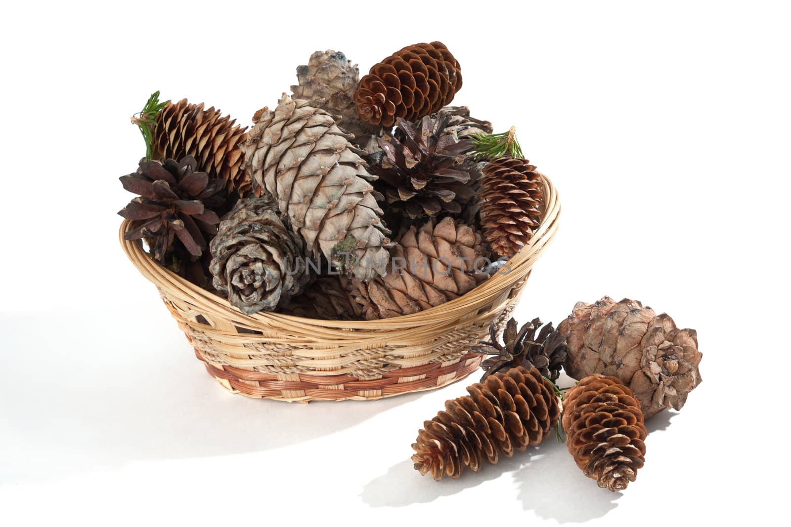 Pine, fur-tree and cedar cones in a basket on a white background