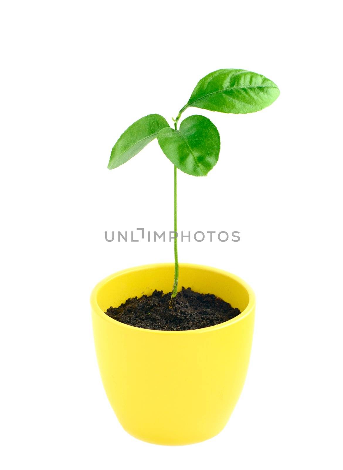 rostock of lemon  in yellow pot on white isolated