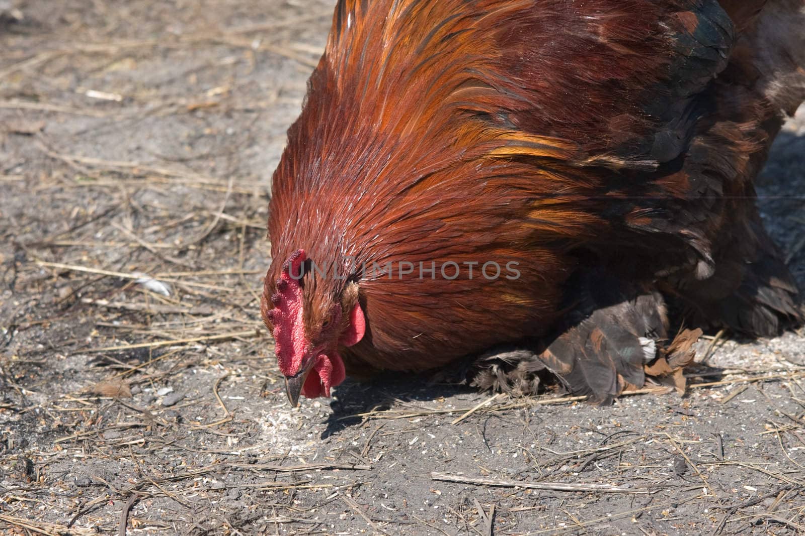 Beautiful red rooster pecking grain
