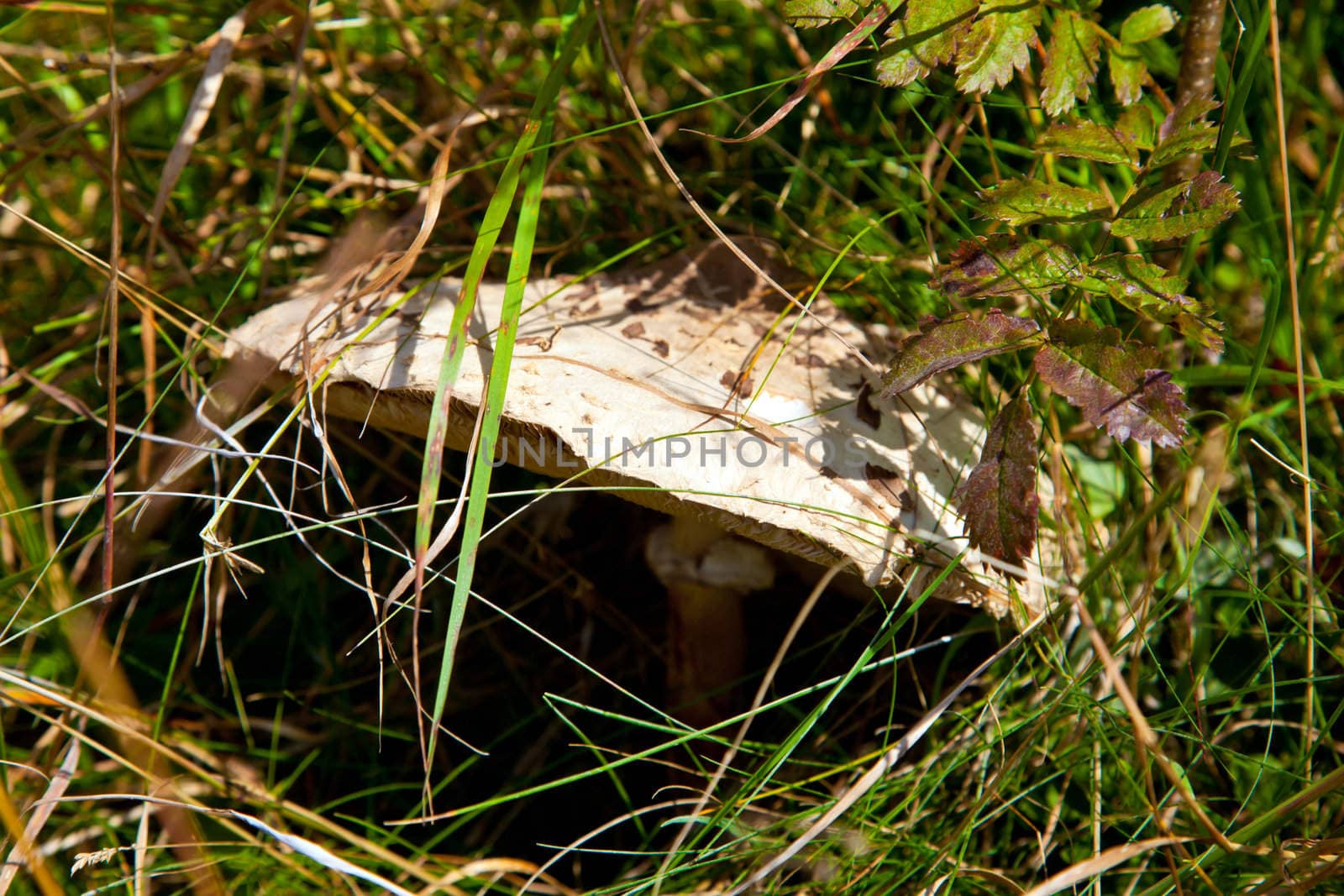 Close up of Parasol Mushroom (Macrolepiota Procera) growing in lush grass -
