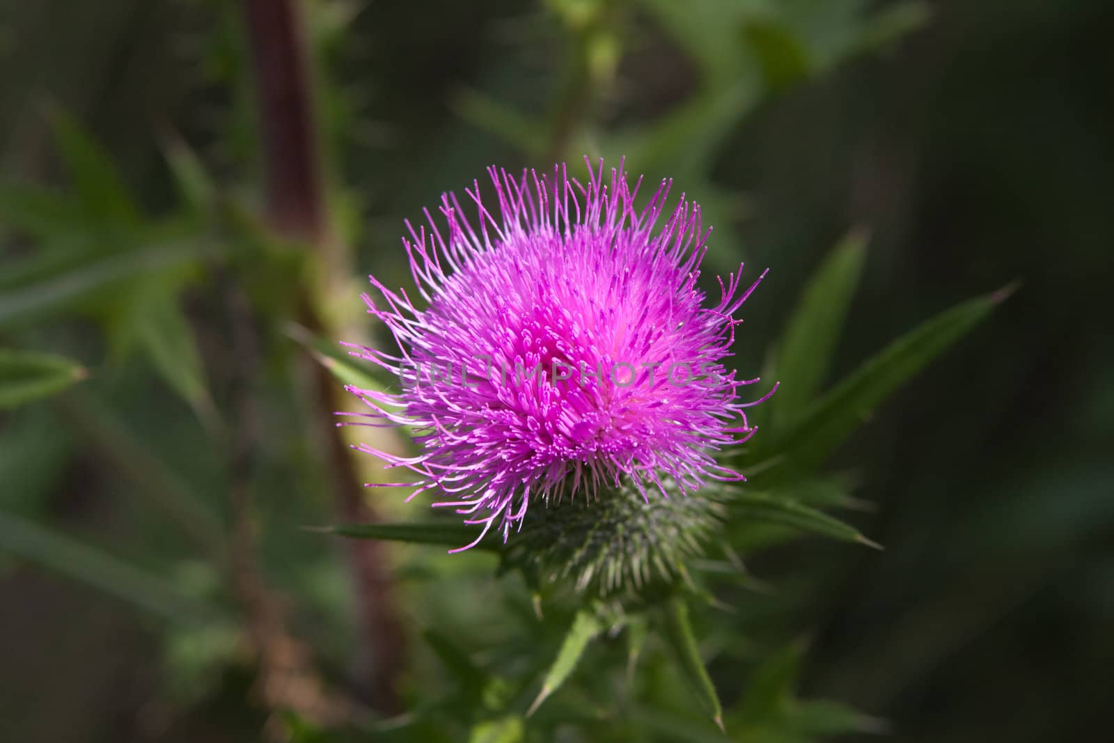 Thistle by Ohotnik